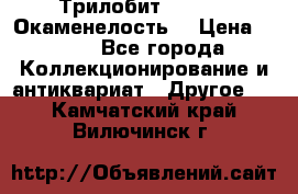 Трилобит Asaphus. Окаменелость. › Цена ­ 300 - Все города Коллекционирование и антиквариат » Другое   . Камчатский край,Вилючинск г.